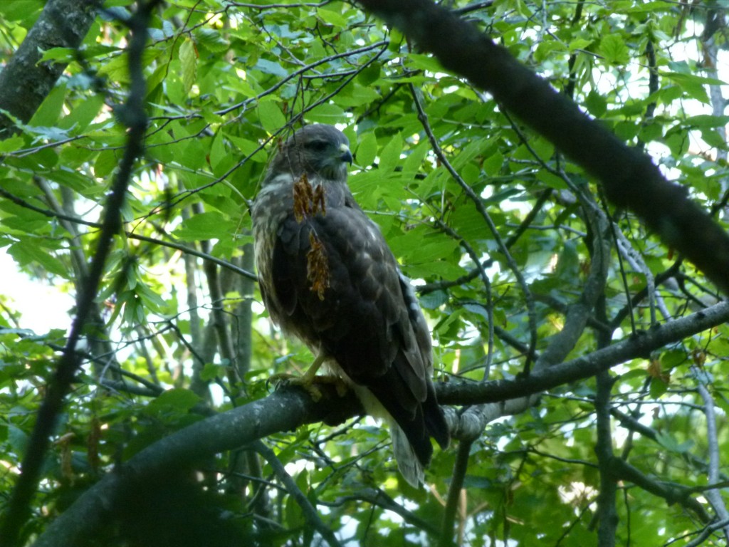 A big bird we saw