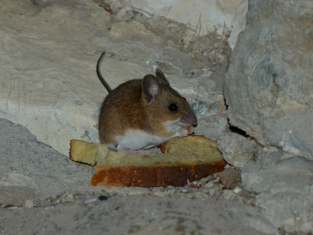 A little mouse who was 'stealing' our bread